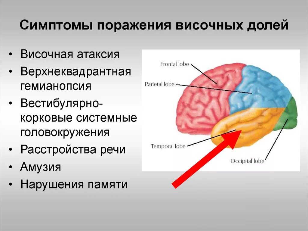 Симптомы поражения коры височной доли головного мозга. 2) Синдром поражения височной доли головного мозга. Симптомы поражения коры височной доли. Анатомия лобная доли мозга синдромы поражения головного мозга. Височная функция мозга