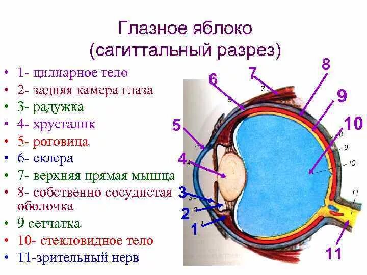 Строение глаза глазное яблоко. Схема глазного яблока (в сагиттальном сечении). Строение глазного яблока горизонтальный разрез. Схема сагиттального разреза глазного яблока. Схема продольного разреза глазного яблока.