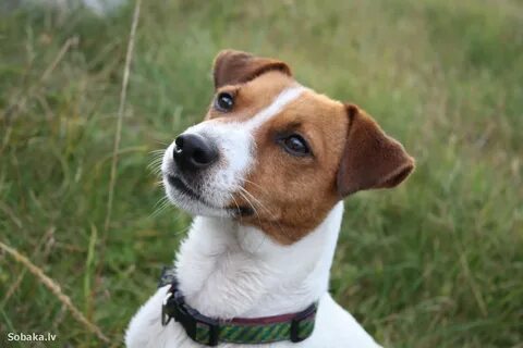 Dog jack