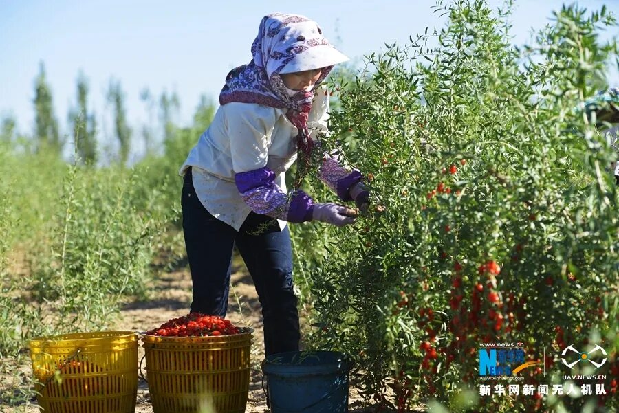 Подработка сбор ягод. Сборщик ягод. Сбор клубники в польше. Урожай земляники. Совхоз им ленина клубника.