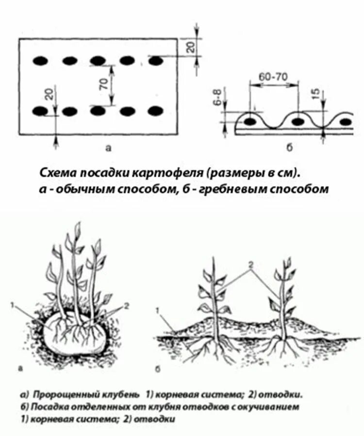 Двухрядный способ посадки картофеля схема. Схема посадки картофеля глубина посадки. Голландская схема посадки картофеля. Картофель схема посадки в открытый грунт.