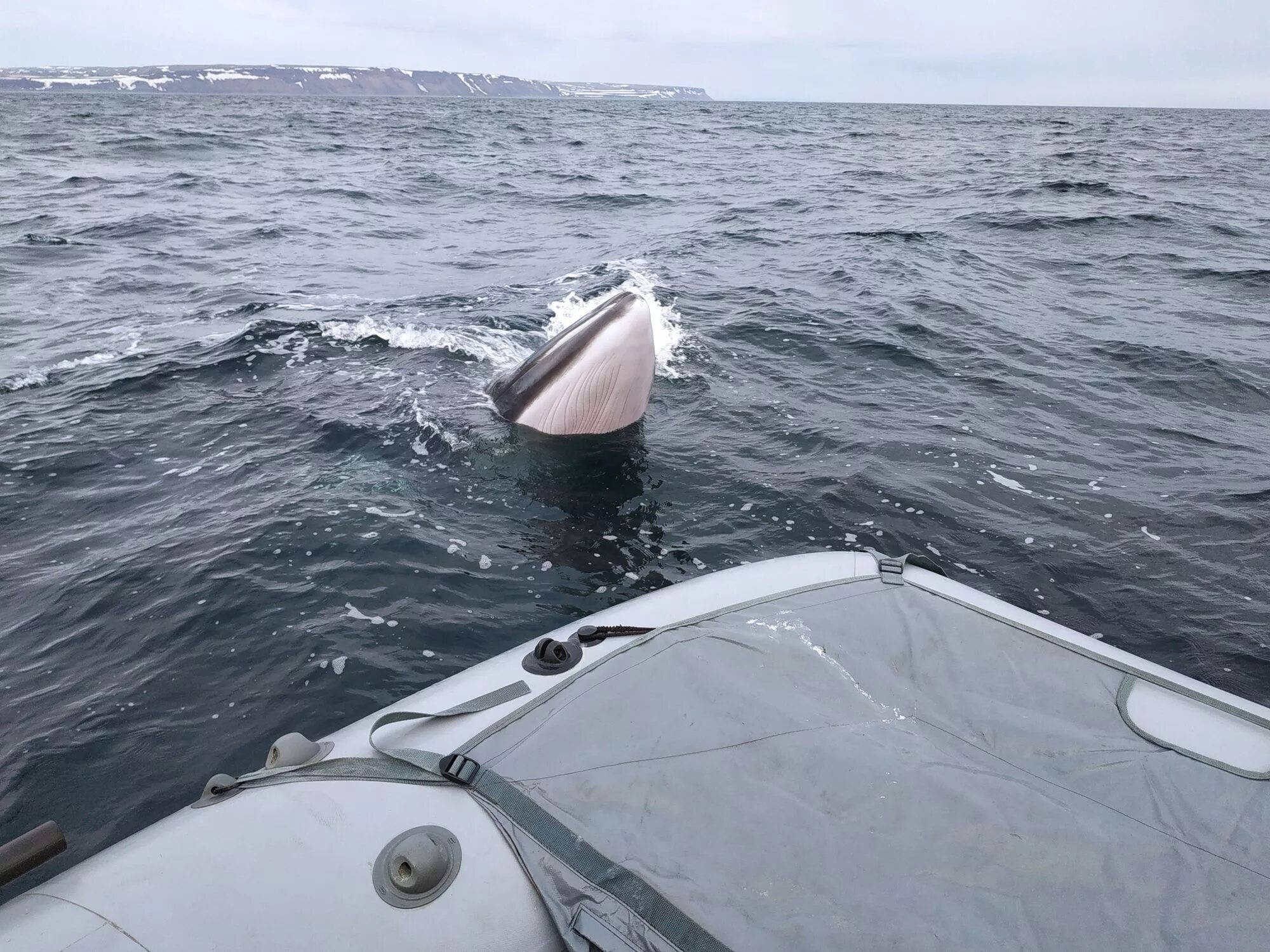 Мурманск териберка киты. Кит полосатик в баренцевом море. Гренландский кит баренцево море. Море териберка кит. Киты в баренцевом море.