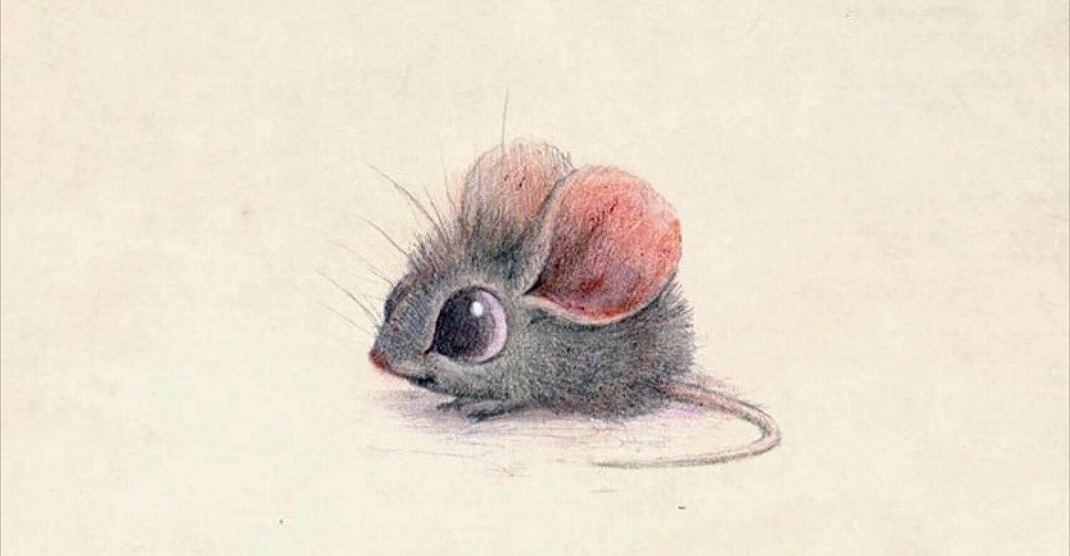 Наоми лорд чиби животные. Милые рисунки. Милые животные рисунки. Миленькие рисунки. Живот рисунок.