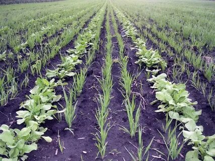 Plant crops