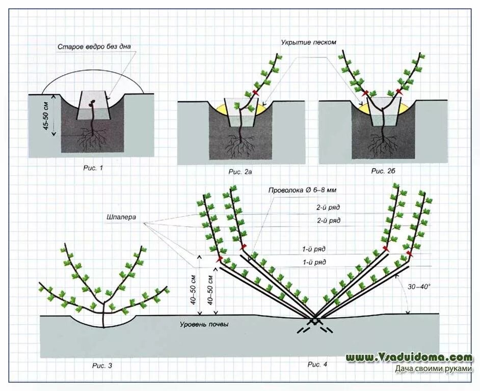 Как сохранить виноград до посадки. Формировка кустов винограда. Правильная формировка куста винограда. Формировка куста винограда для начинающих. Шпалерная формировка винограда.