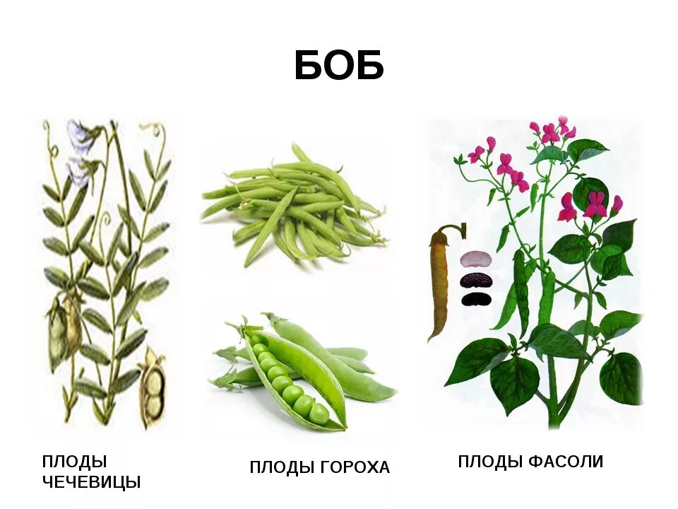 Плоды фасоли гороха акации. Растения семейства бобовых. Плод бобовых растений. Боб растение плод. Фасоль горох акация