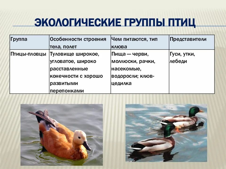 Перечислите виды птицы. Экологические группы птиц. экологические группы пти. экологическая группа водоплавающие птицы. экологические группы птиц таблица.