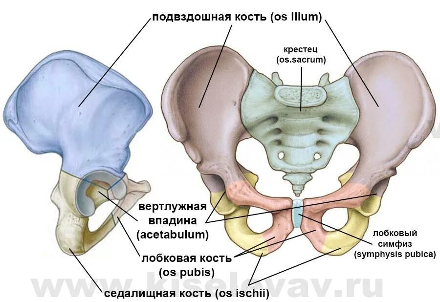 Подвздошная кость отдел. Костный таз анатомия. Подвздошная кость таза анатомия человека. Подвздошная кость лобковая кость седалищная кость. Тазовая кость анатомия человека строение.