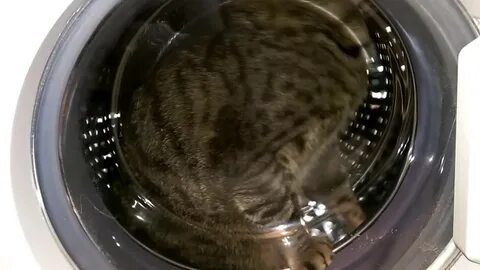 Стиральная машина в кошачьей моче