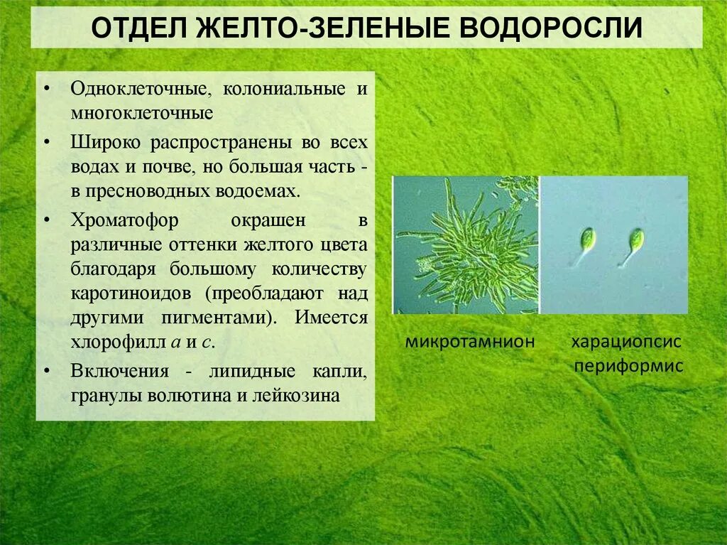 Водоросли характеризуются. Жетозеленые водоросли. Желто зеленые водоросли. Желтозеленве водоросли. Желто-зеленые водо.