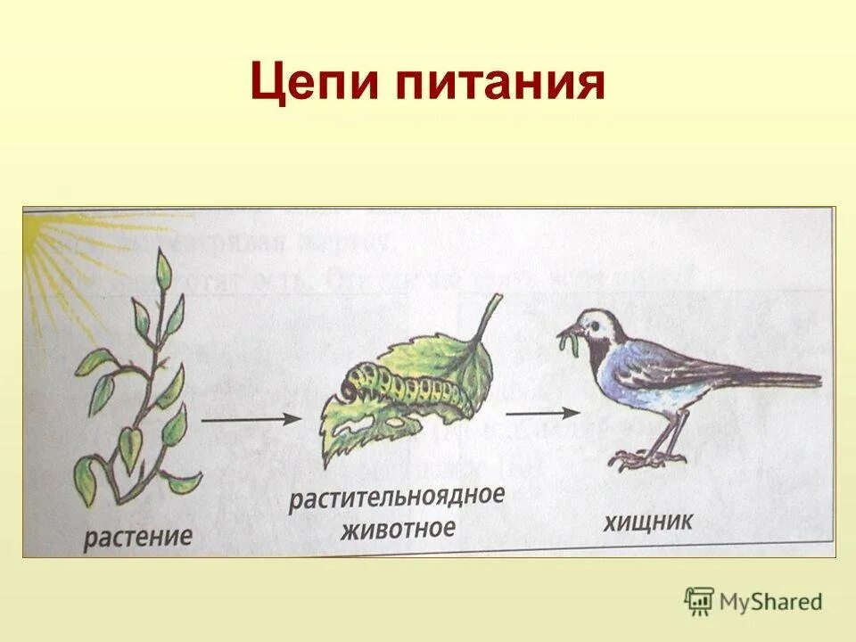 Ястреб дрозд гусеница крапива пищевая цепь