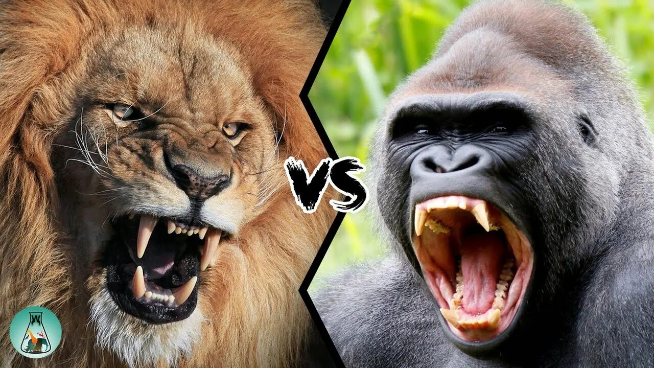Кто сильнее медведь или горилла. Горилла и Лев. Тигр против гориллы. Горилла vs Лев.