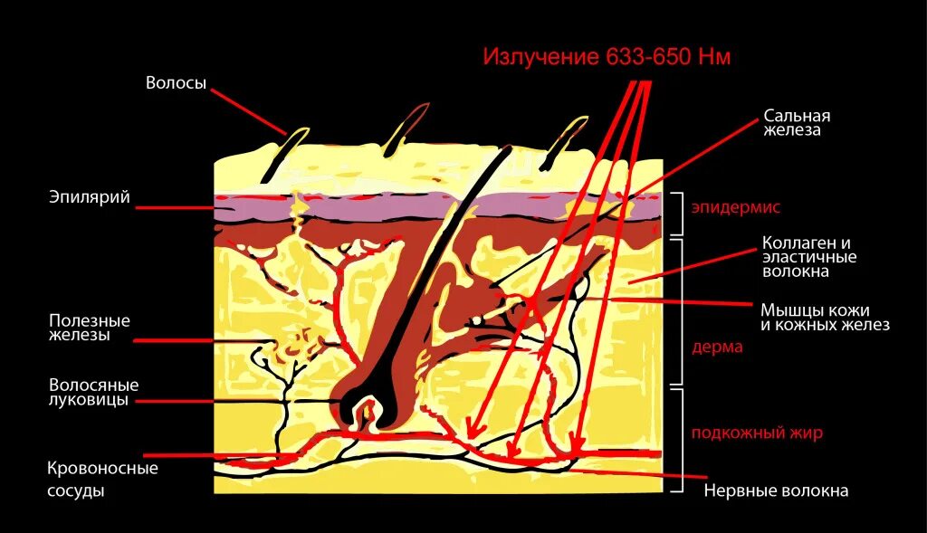 Инфракрасное излучение влияние на кожу. Воздействие инфракрасного излучения на кожу. Воздействие лазерного излучения на кожу. Влияние ИК излучения на кожу.