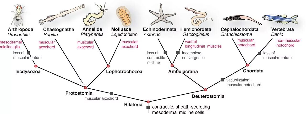Эволюция трехслойных животных. Плоские черви Первичноротые. Первичноротые систематика. Хордовые вторичноротые. Вторичноротые животные.