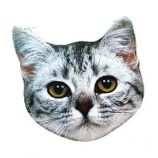 Коте головы