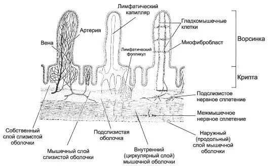 Строение ворсинок слизистой оболочки. Ворсинки и микроворсинки тонкого кишечника. Строение ворсинки тонкого кишечника. Ворсинки тонкой кишки гистология. Схема строения ворсинки тонкой кишки гистология.