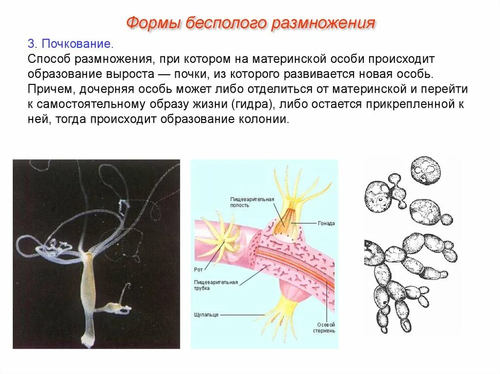 Бесполое размножение происходит с помощью б. Формы бесполого размножения почкование. Формы размножения организмов бесполое почкование. Метод размножения почкование. Почкование бесполое размножение.