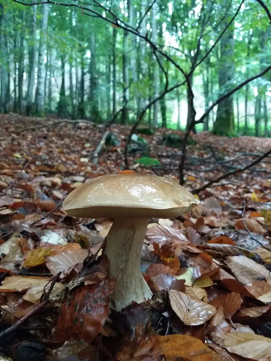 Осенние грибы. Поздние осенние грибы. Белый гриб. Поздние осенние грибы съедобные. Белый гриб в природе