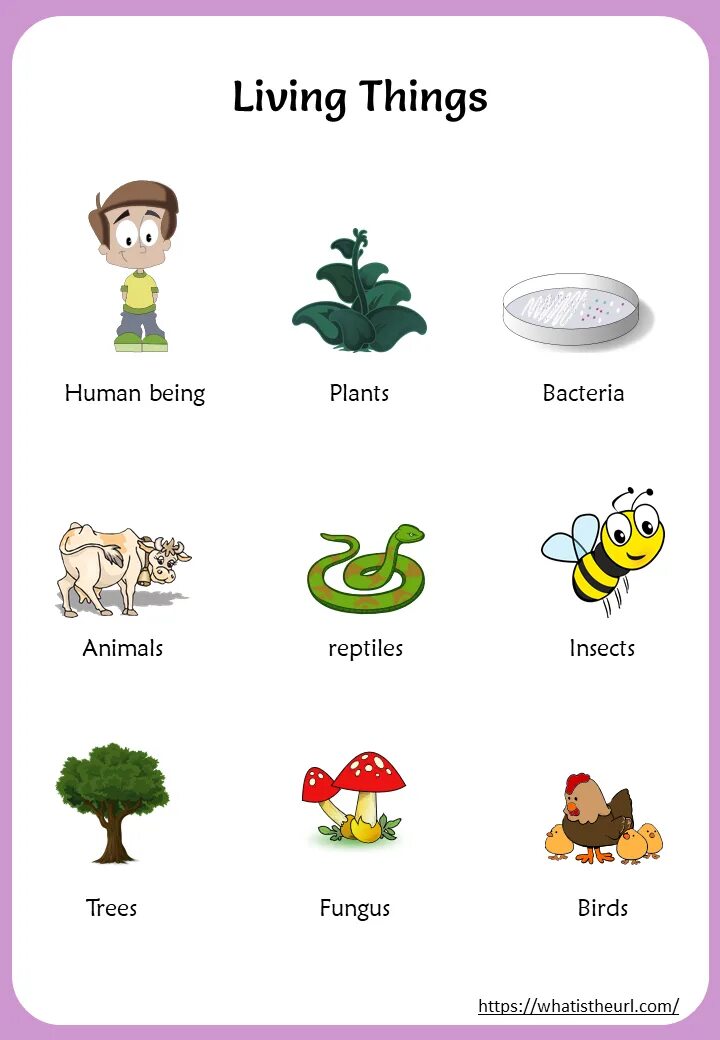 Living things. Living and non living things. Living things. Liveing или living. Living or non-living things.