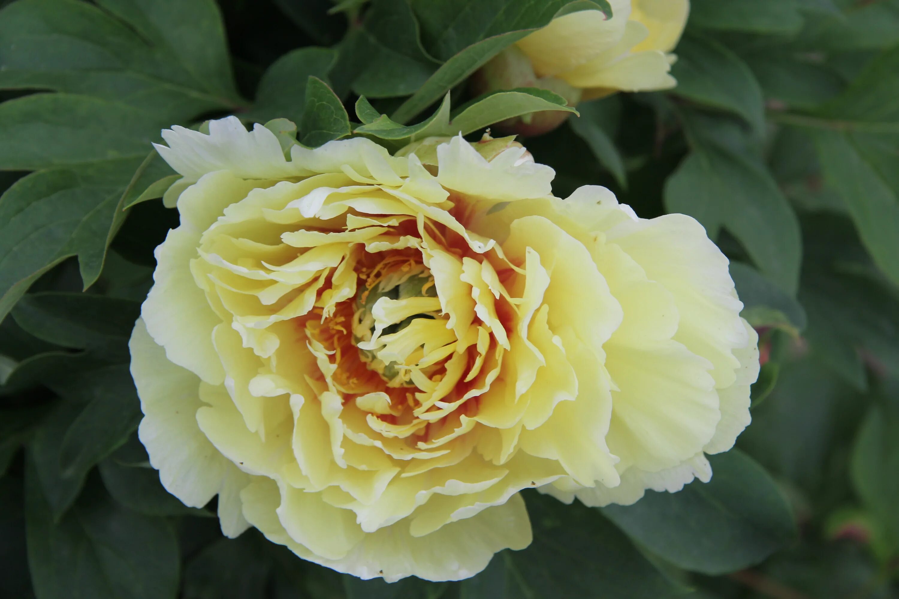 Canary Brilliants Intersectional Peony All/Shop Peonies by Type/Intersectional P