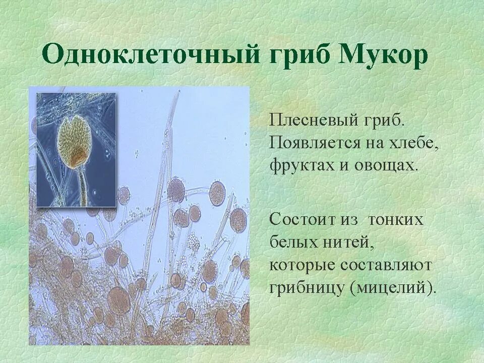 Примеры мукора. Одноклеточные грибы мукор гриб. Строение одноклеточного мукора. Мукор описание гриба. Структура плесневого гриба мукора.