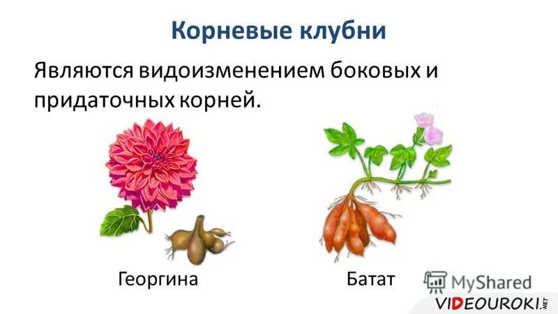 Видоизмененные корни клубеньки. Георгин корневые клубни.