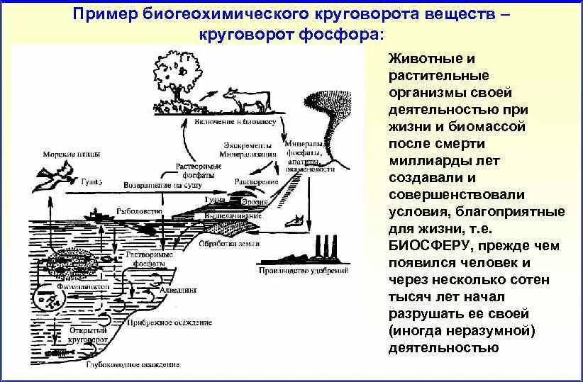 Круговорот веществ в биосфере обеспечивается. Пример биогеохимического цикла фосфора.. Биогеохимический круговорот пример. Закономерности биогеохимического круговорота веществ. Определение биогеохимического круговорота.