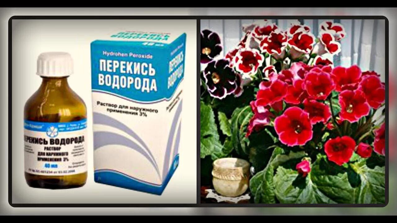 Подкормка рассады перекисью водорода в домашних. Перекись и комнатные растения. Перекись водорода для комнатных цветов. Перекись водорода для полива цветов. Полив цветов перекисью водорода.