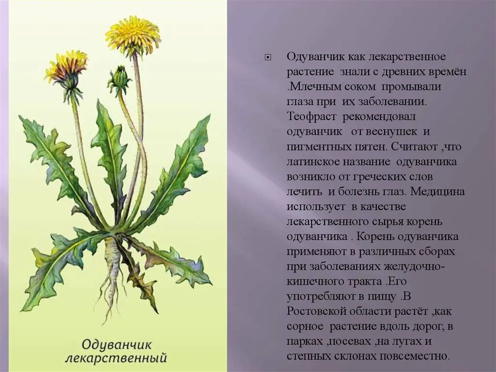 Морфологический критерий одуванчика лекарственного. Лист Taraxacum officinale. Описать строение одуванчика. Семейство Сложноцветные одуванчик лекарственный. Цветы одуванчика лечебные свойства отзывы и применение