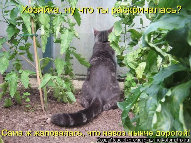 елку убрали скучно скорее бы рассаду. кот в огороде. скоттиш страйт хосико.