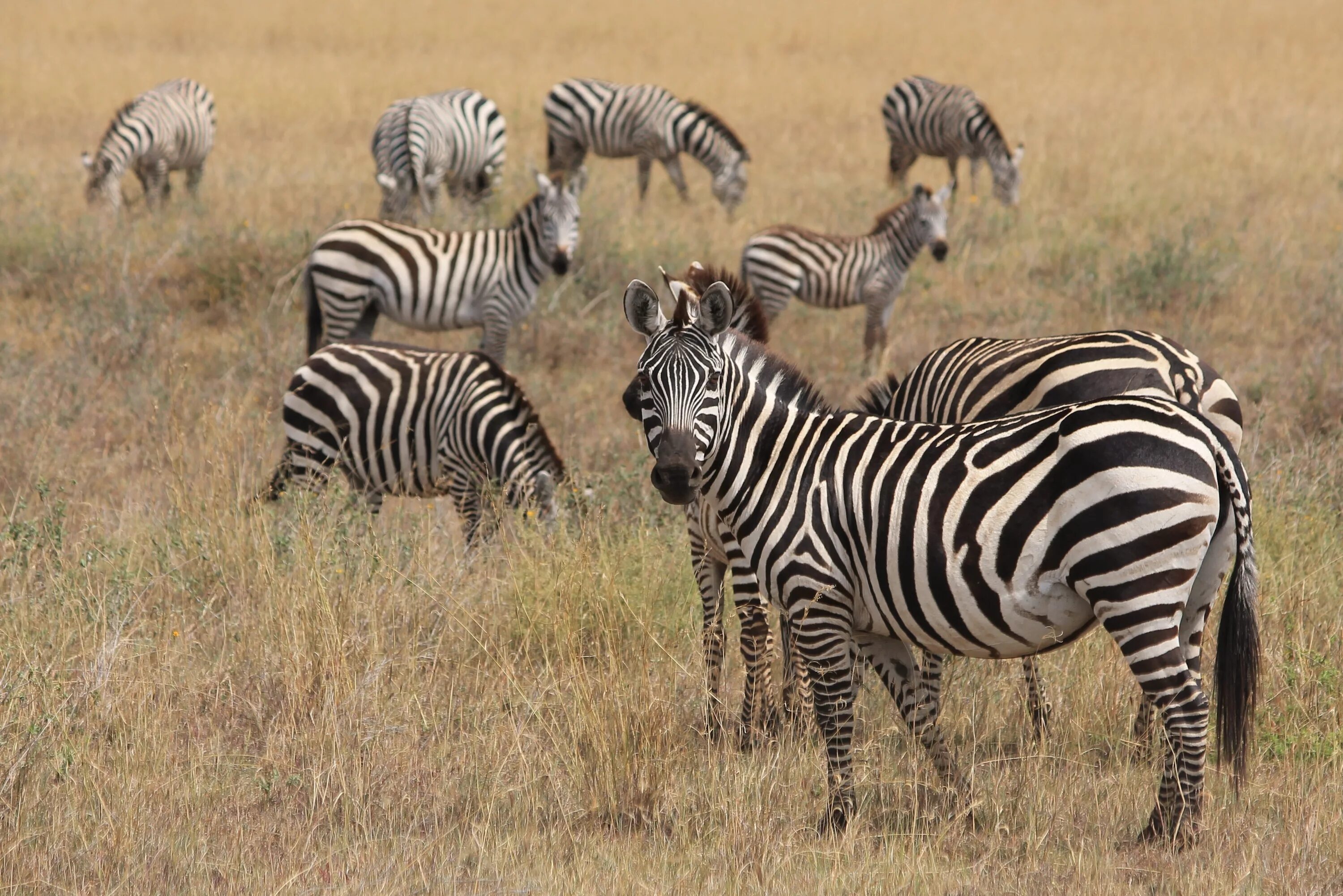 Зебра в Африке. Дикая Калахари зебры Южной Африки. Зебры в саванне. Животные Африки Зебра. Зебра живет в африке