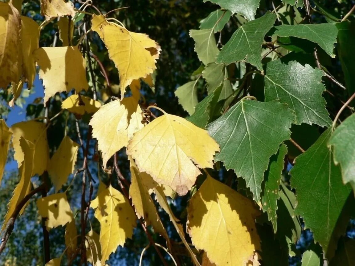 Пожелтели березки. Береза желтая (Betula costata). Берёза листья. Березовый лист. Листья березы осенью.