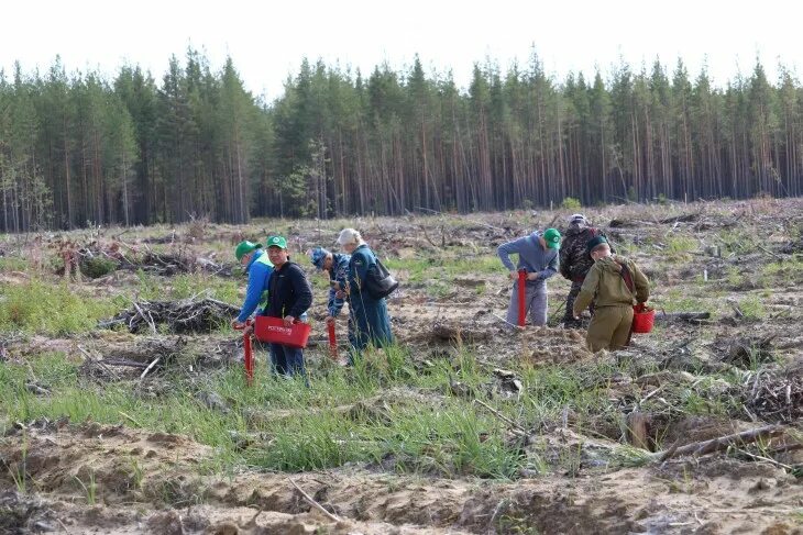 Министерство природных коми. Рослесхоз Коми. Охрана лесов Республики Коми. Охрана окружающей среды Республики Коми. Сохраним лес Коми.