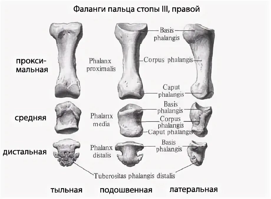 5 фаланга стопы. Проксимальная фаланга пальца стопы анатомия. Дистальная фаланга анатомия. Анатомия дистальная фаланга 1 пальца стопы. Анатомия основной фаланги 1 пальца стопы.