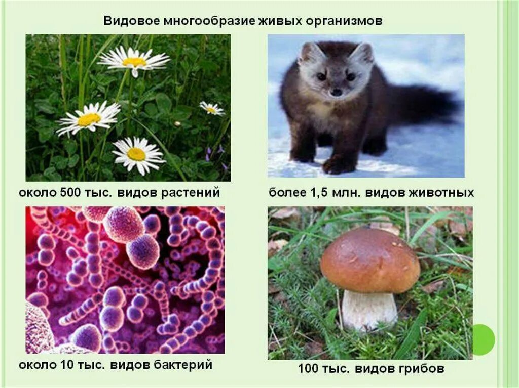 Многообразие живых организмов. Разнообразие организмов. Живые организмы. Виды живых организмов.