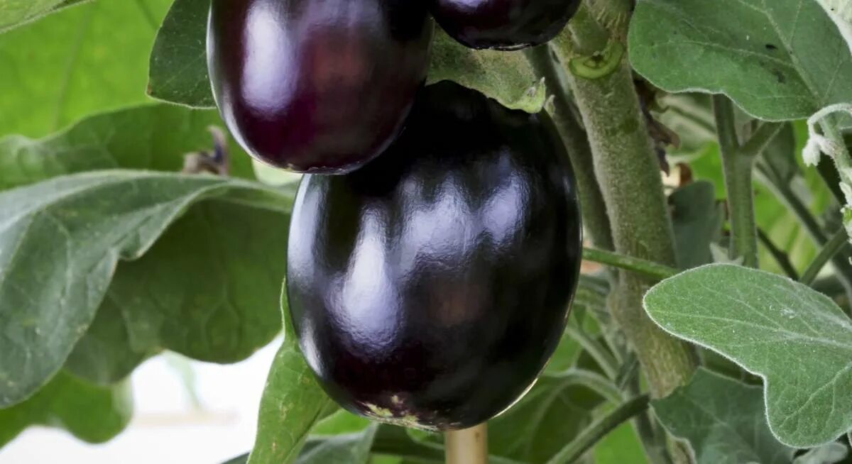 Баклажан фрегат семена алтая. Баклажан фрегат семена алтая. Баклажан фрегат. Баклажан фрегат семена алтая. Фрегат баклажан описание.