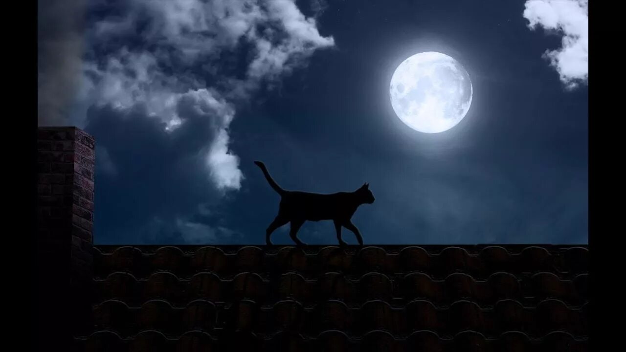 Луна на крыше. Кошка гуляет ночью. Женщина и кошка гуляют в ночи. Кошка гуляет по лунной дорожке.