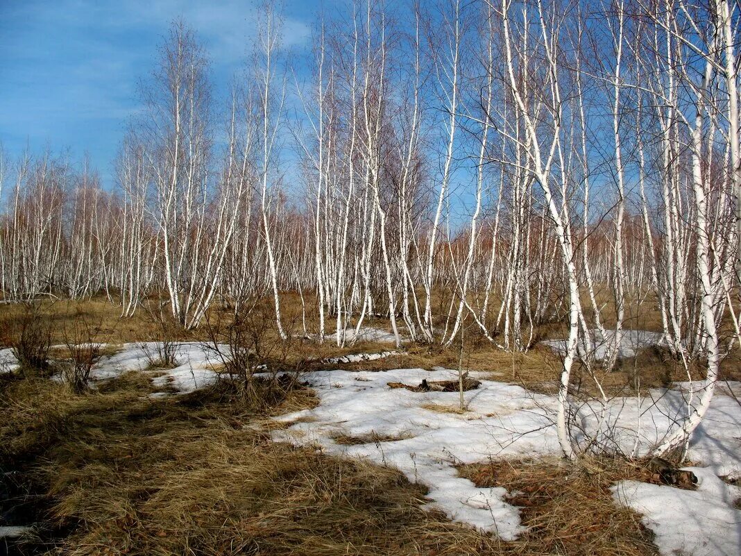 Снег почти растаял. Весенний пейзаж. Лес ранней весной.