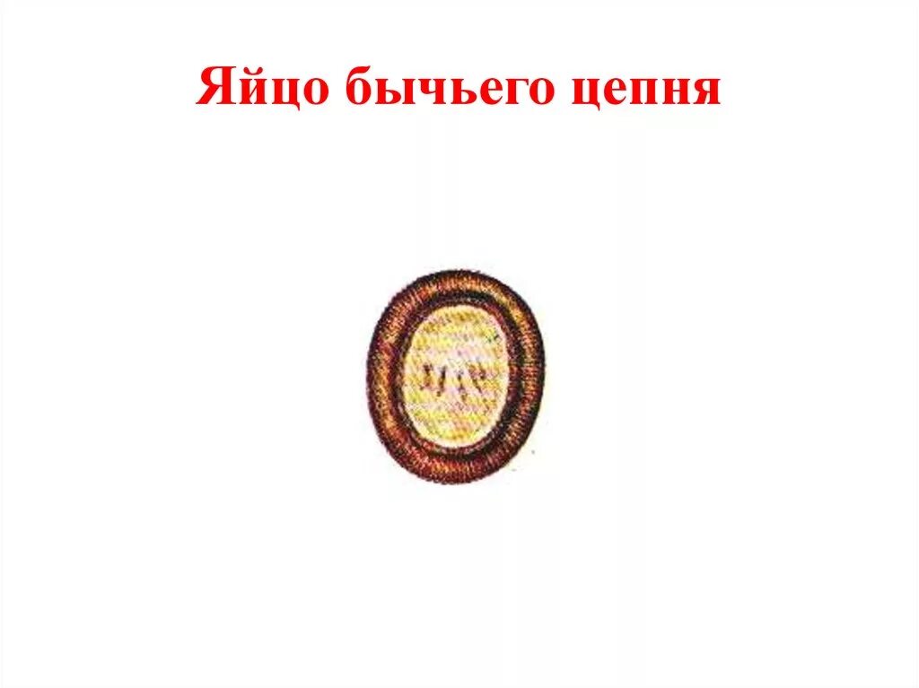 Онкосферы тениид под микроскопом яйца. Строение яйца бычьего цепня. Яйцо бычьего цепня препарат. Строение яйца бычьего цепня. Строение яйца бычьего цепня.