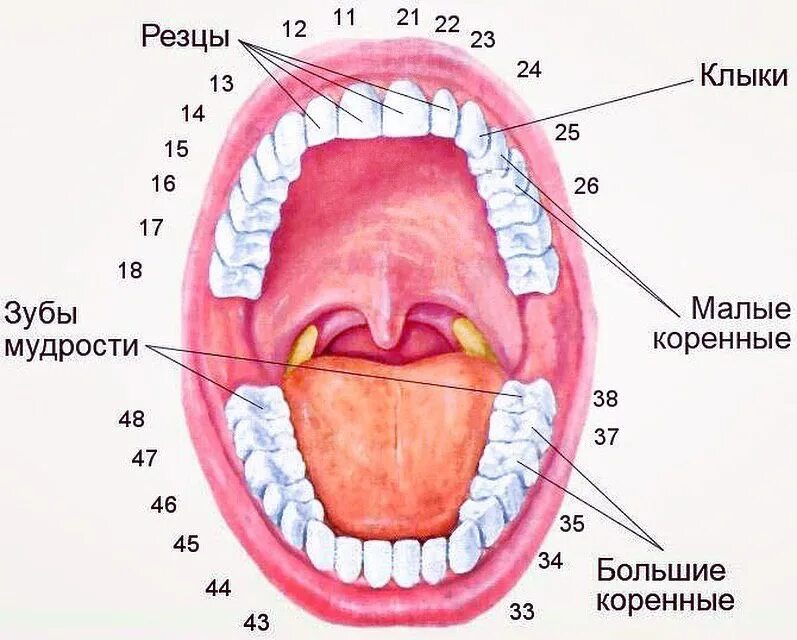 Сколько зубов мудрости есть у человека