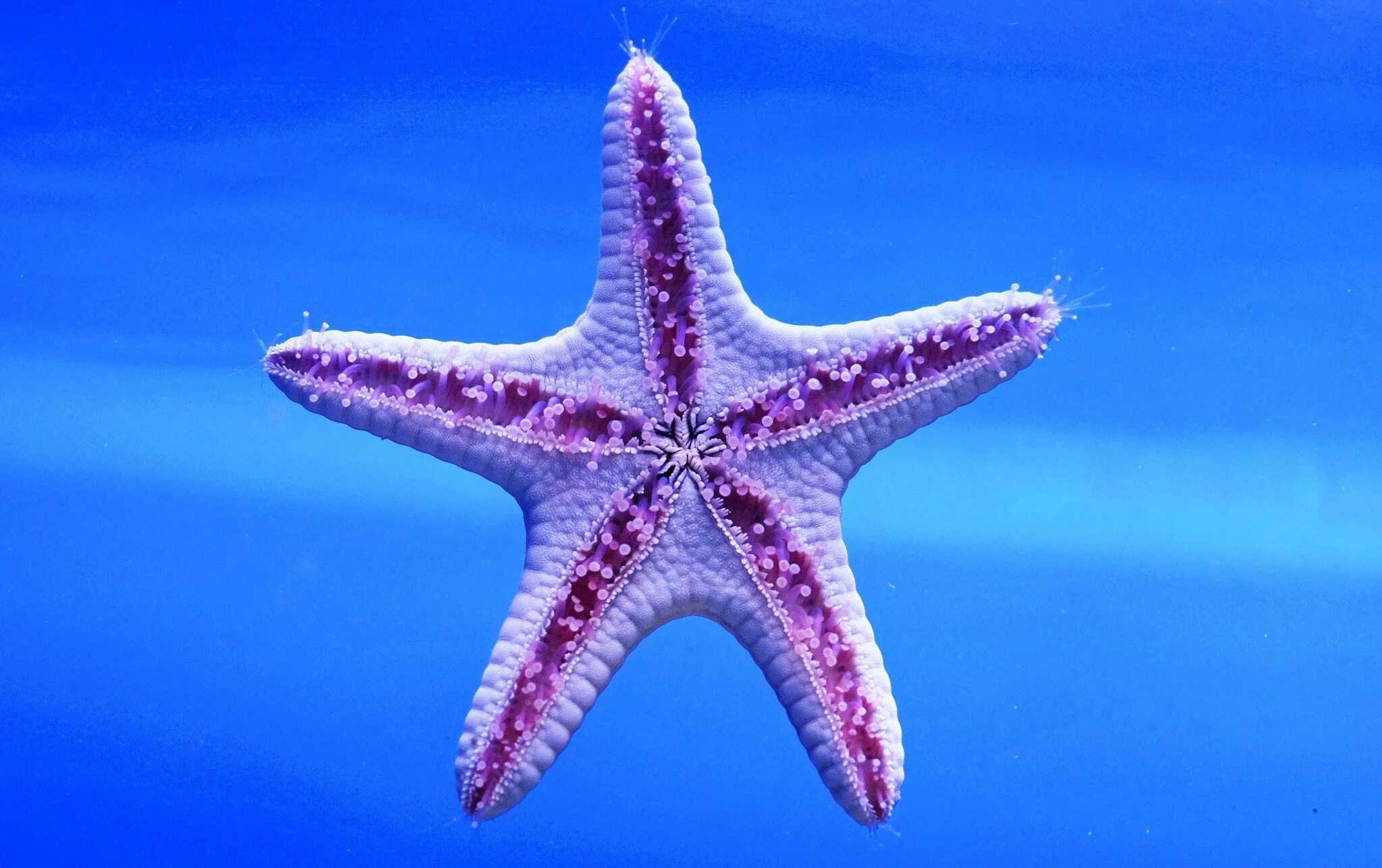 Морские звезды биология