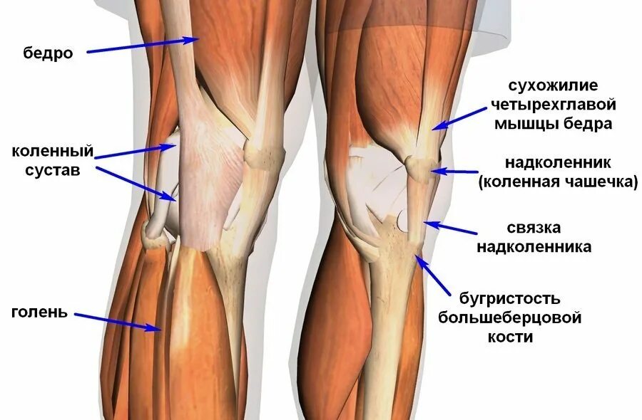 Типы надколенника