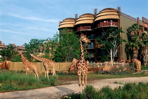 Animals s s