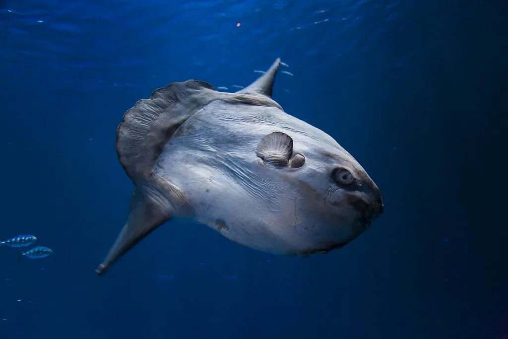 Sunfish рыба. Рыба Луна в Красном море. Рыба солнце (Sunfish),. Рыба Луна маленькая.