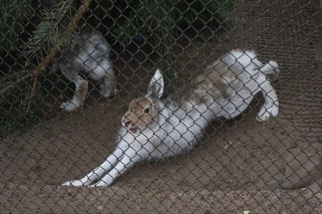 Зоопарк барселоны. Вольер для зоопарка. Ленинградский зоопарк санкт-петербург. Животные в вольерах в зоопарке. Зоопарк в пущино.