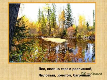 Лес будто
