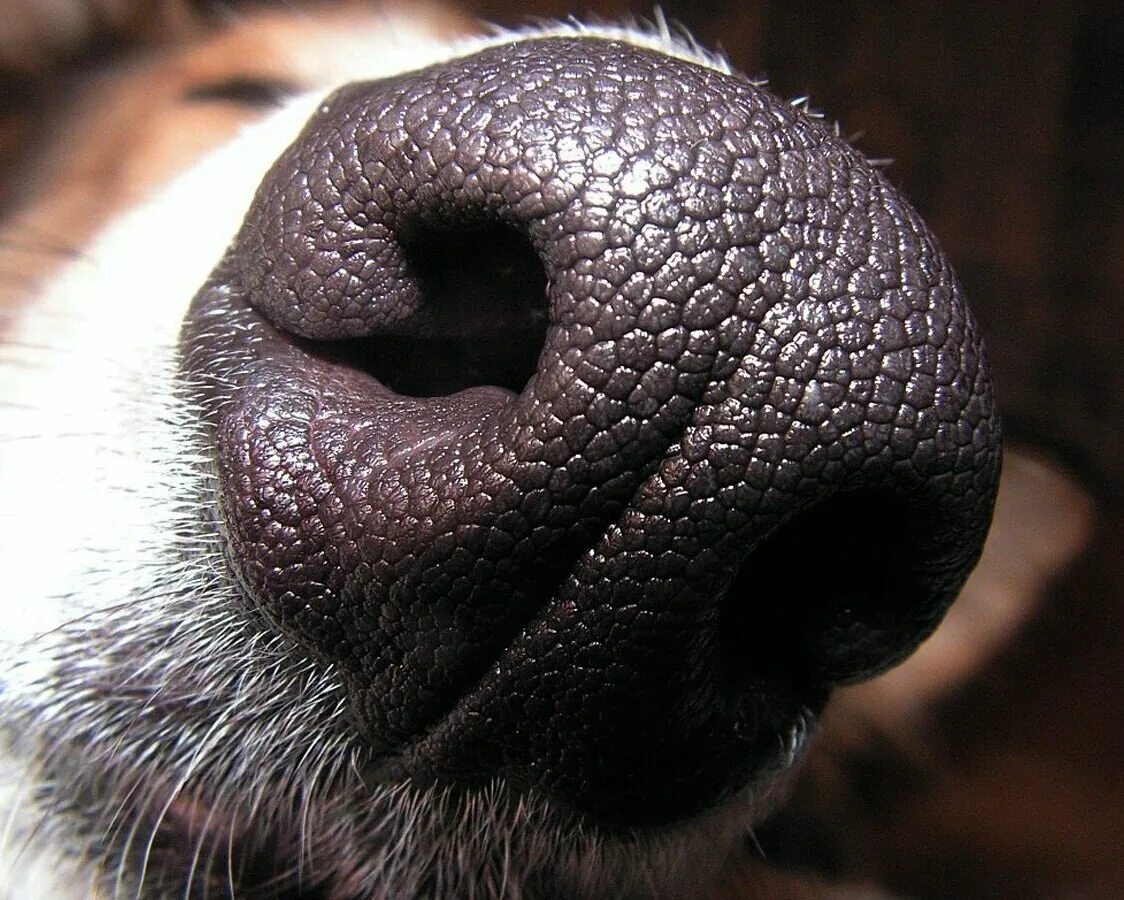 Горловой собаке. Собачий нос. Собака крупным планом. Носы животных. Отпечаток носа собаки.