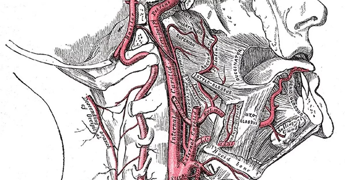 Подъязычная артерия топография. Сонные артерии тетрапод. Левая Сонная артерия кровоснабжает. Где находится сонная артерия у женщин