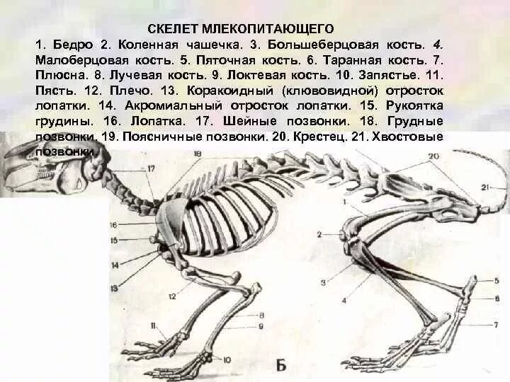 Кости в скелете млекопитающих соединяются между собой. Скелет млекопитающего 8 класс биология. Скелет млекопитающего 7 класс биология. Строение скелета млекопитающих собака. Скелет млекопитающих схема биология 7 класс.