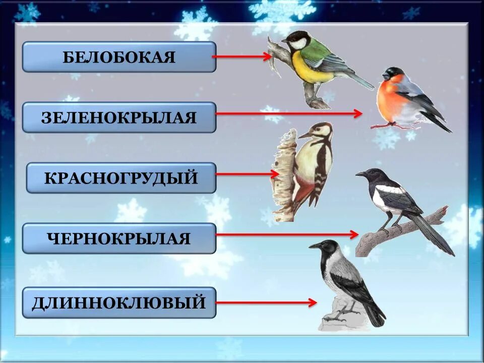 Скажи ласково птицы. Основа слова птицы.